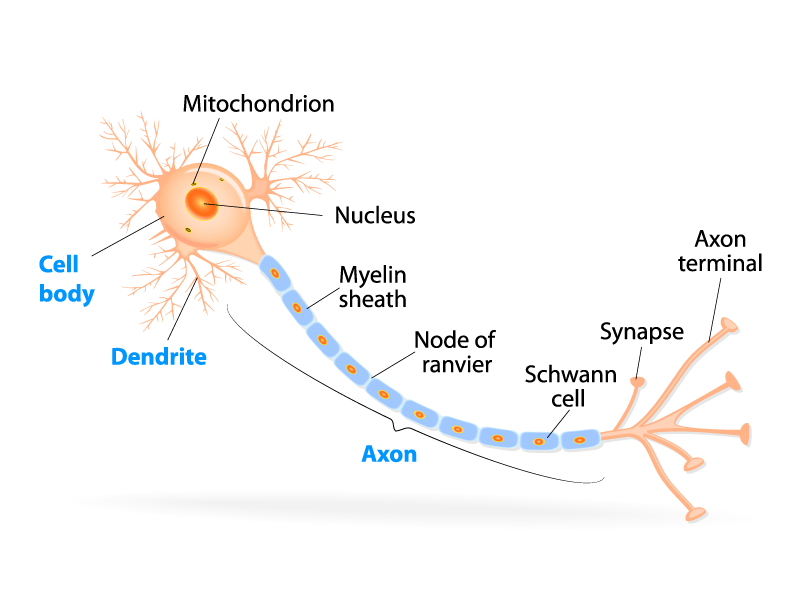 Neuron